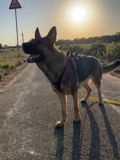 Alles rund um den Schäferhund, diskutieren erwünscht.-Beitrag-Bild