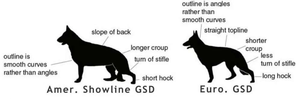 Brachycephale Hunderassen-Beitrag-Bild