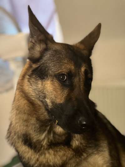 Alles rund um den Schäferhund, diskutieren erwünscht.-Beitrag-Bild