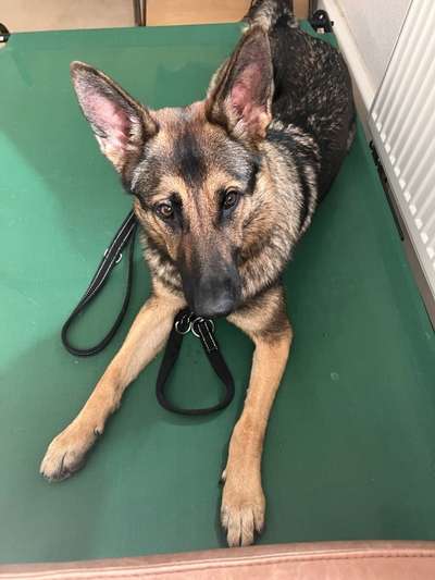 Alles rund um den Schäferhund, diskutieren erwünscht.-Beitrag-Bild