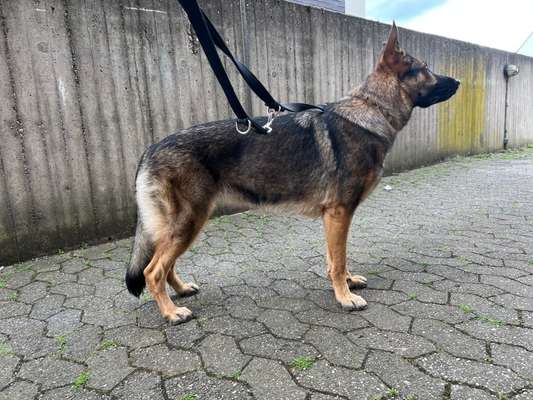 Reinrassige Hunde?-Beitrag-Bild