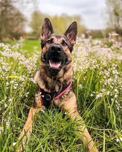 Alles rund um den Schäferhund, diskutieren erwünscht.-Beitrag-Bild