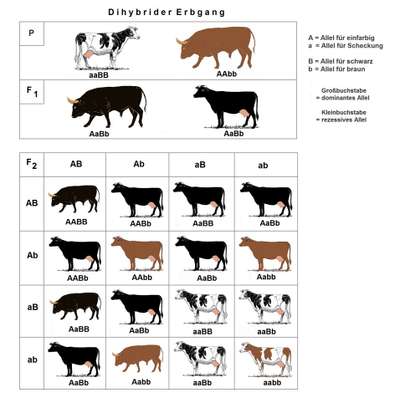 Alles rund um den Schäferhund, diskutieren erwünscht.-Beitrag-Bild
