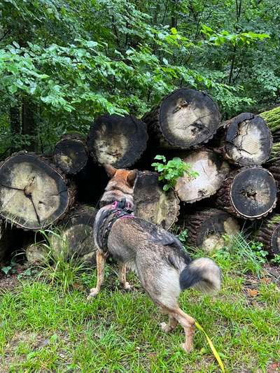 Alles rund um den Schäferhund, diskutieren erwünscht.-Beitrag-Bild