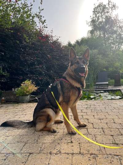 Alles rund um den Schäferhund, diskutieren erwünscht.-Beitrag-Bild