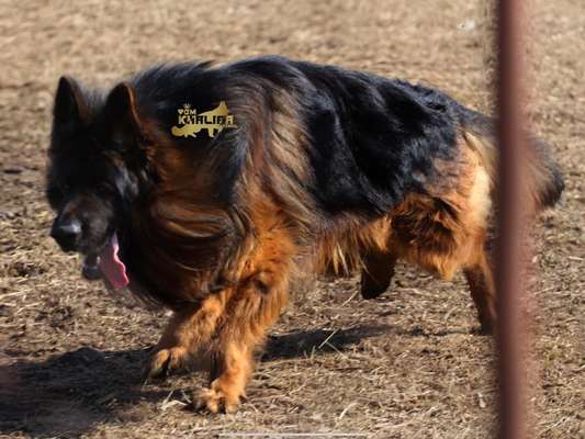Alles rund um den Schäferhund, diskutieren erwünscht.-Beitrag-Bild