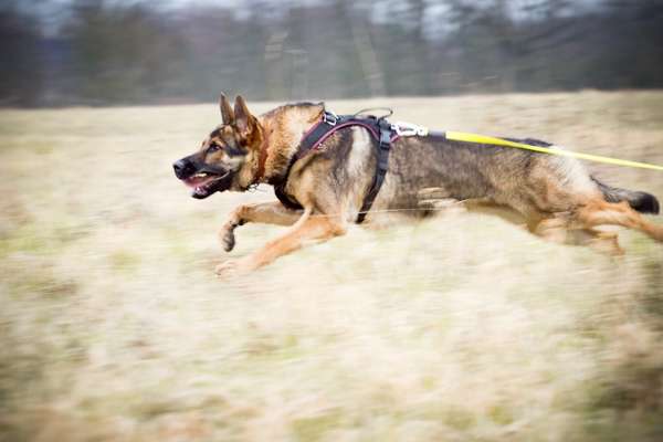 Alles rund um den Schäferhund, diskutieren erwünscht.-Beitrag-Bild