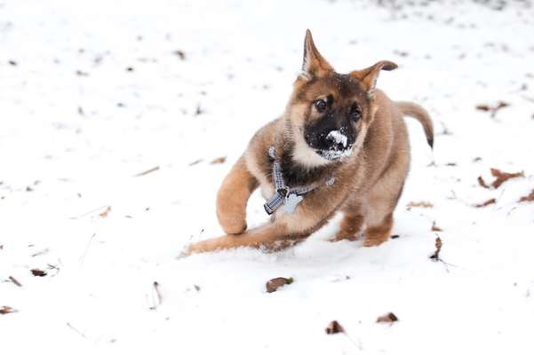 Welpen Bilder !-Beitrag-Bild