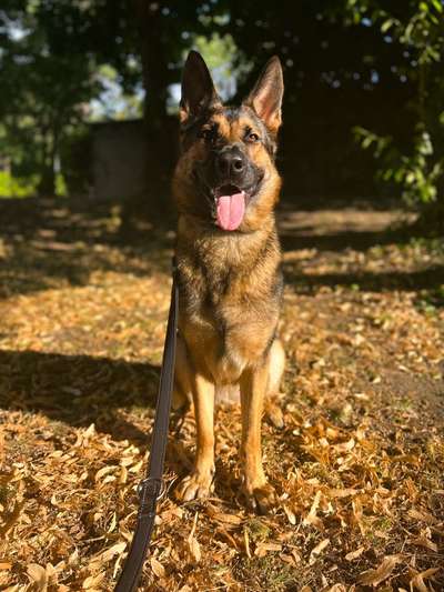 Alles rund um den Schäferhund, diskutieren erwünscht.-Beitrag-Bild