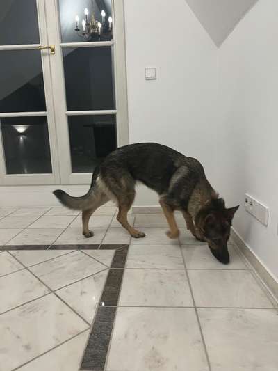 Alles rund um den Schäferhund, diskutieren erwünscht.-Beitrag-Bild