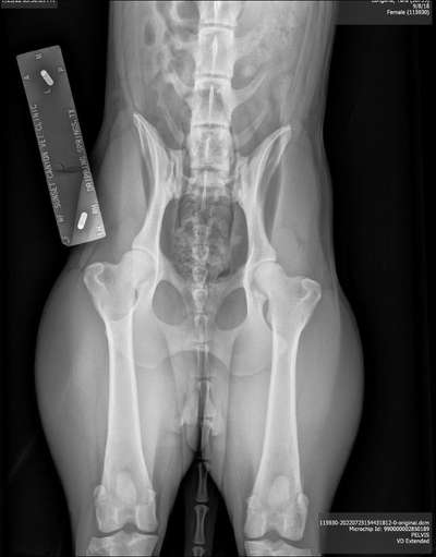 Alles rund um den Schäferhund, diskutieren erwünscht.-Beitrag-Bild