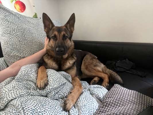 Alles rund um den Schäferhund, diskutieren erwünscht.-Beitrag-Bild