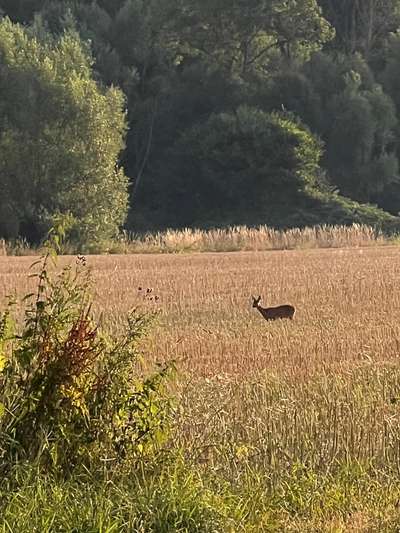 Alles rund um den Schäferhund, diskutieren erwünscht.-Beitrag-Bild