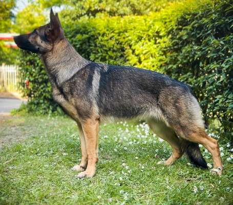 Der Gewichts-Thread-Beitrag-Bild