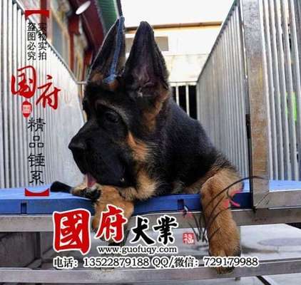 Alles rund um den Schäferhund, diskutieren erwünscht.-Beitrag-Bild