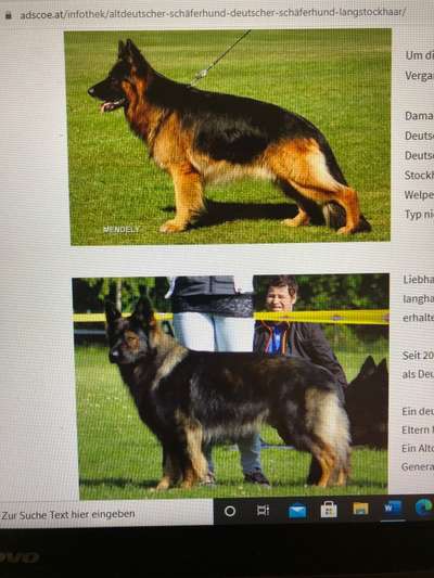 Alles rund um den Schäferhund, diskutieren erwünscht.-Beitrag-Bild