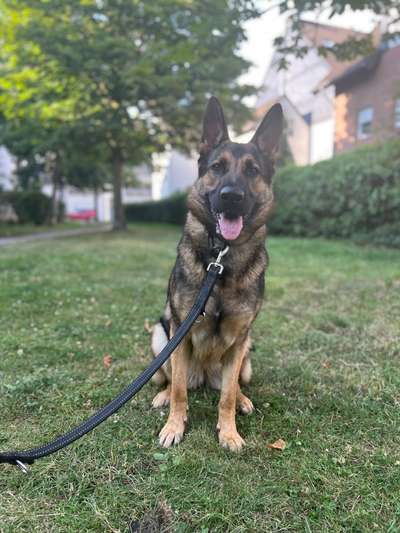 Alles rund um den Schäferhund, diskutieren erwünscht.-Beitrag-Bild