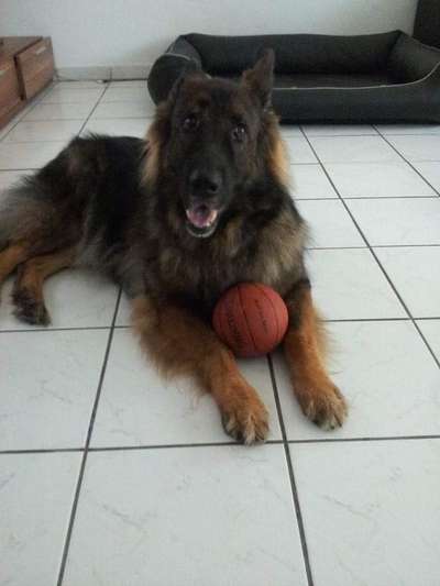 Alles rund um den Schäferhund, diskutieren erwünscht.-Beitrag-Bild