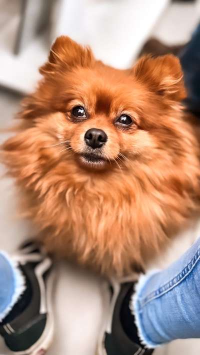 Alles rund um den Schäferhund, diskutieren erwünscht.-Beitrag-Bild