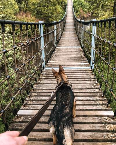 Schäferhund-Beitrag-Bild