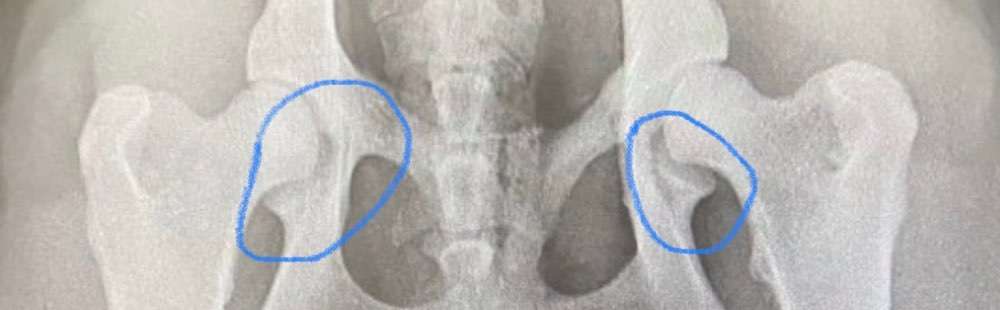 Alles rund um den Schäferhund, diskutieren erwünscht.-Beitrag-Bild