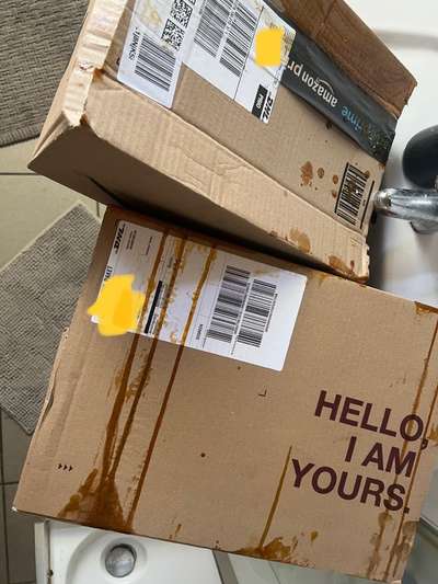 Alles rund um den Schäferhund, diskutieren erwünscht.-Beitrag-Bild