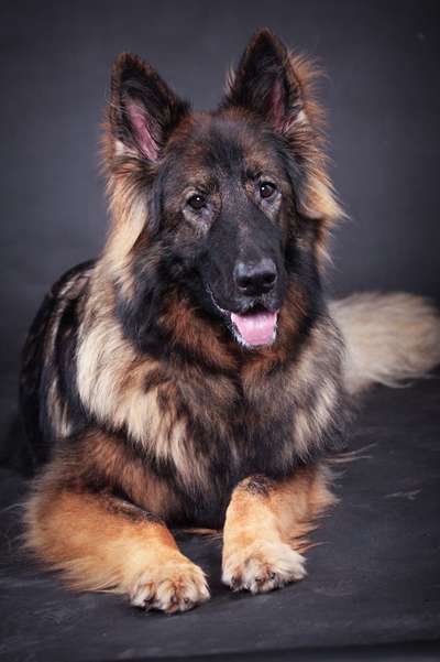 Alles rund um den Schäferhund, diskutieren erwünscht.-Beitrag-Bild