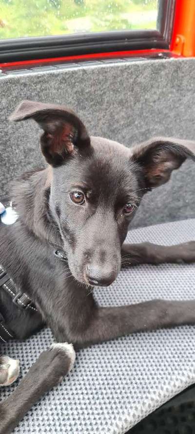 Hundetreffen-Spielen und Toben in Emmendingen-Wasser-Bild