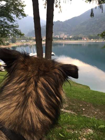 Dogorama-Monats-Challenge-Mai "Wasser"-Beitrag-Bild