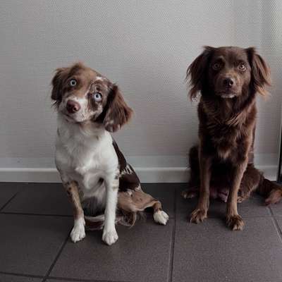 Hundetreffen-Unterstützung Hundebetreuung-Bild