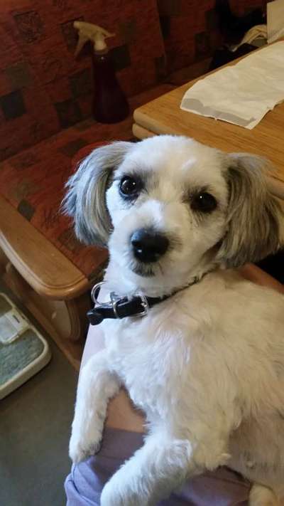 aktuelles Foto Gruppe Hundesitting Schweiz