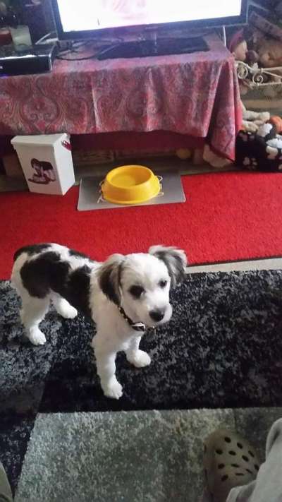 Welpen Bilder !-Beitrag-Bild