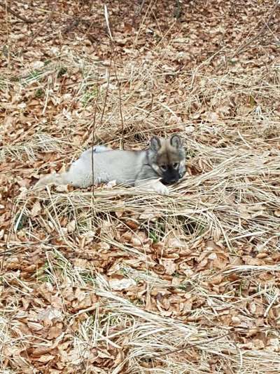 Die Dogorama Kalender Challenge Teil 1/4-Beitrag-Bild