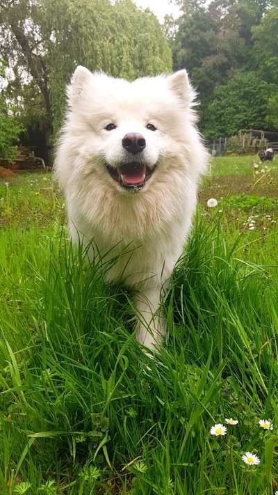 Die Dogorama Monats Challenge "Es grünt und blüht"-Beitrag-Bild