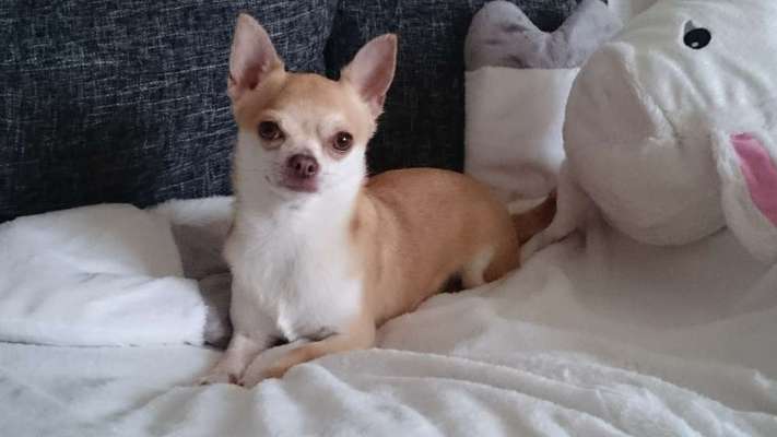 Wo sind die Chihuahua Besitzer ?-Beitrag-Bild