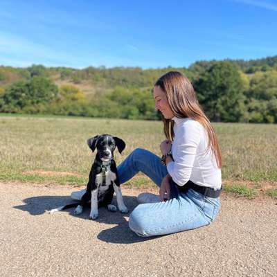 Hundetreffen-Spaziergang-Profilbild