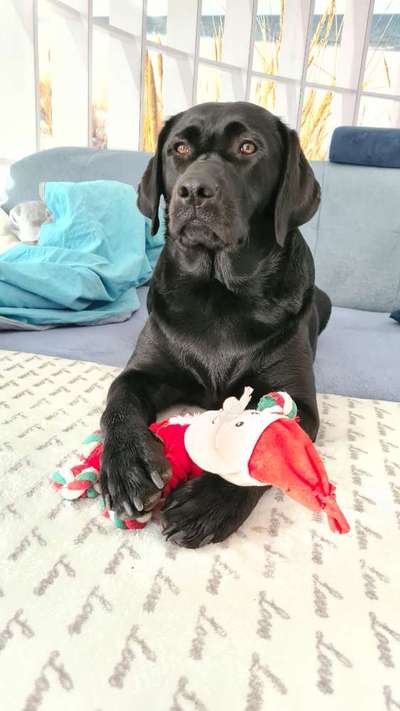 Dogorama Photo Challenge - Portrait-Beitrag-Bild