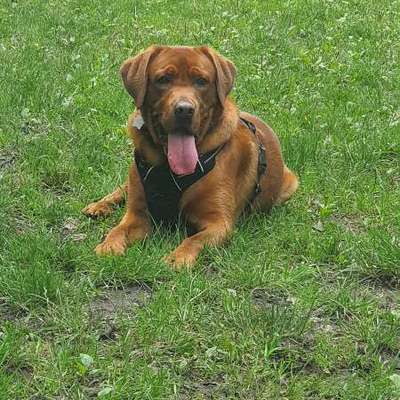 Hundetreffen-:
🐾 Labrador-Wirbelwind (2 J.) sucht Kumpel & Vorbild für den Achterdiek (Hundepla-Bild