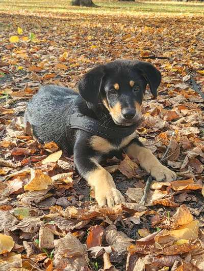 Herbst Bilder-Beitrag-Bild