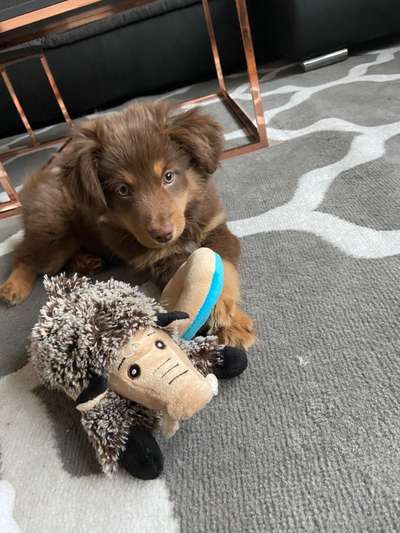 Welpen Bilder !-Beitrag-Bild