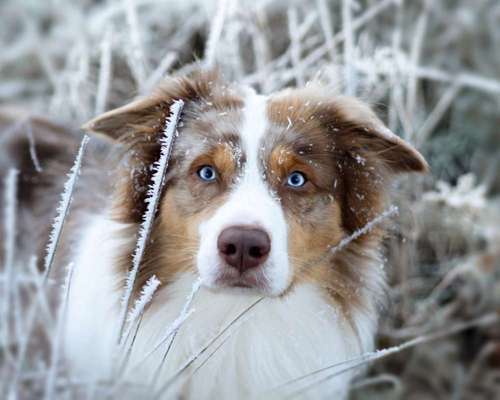 Dogorama Photo Challenge - Winterstimmung-Beitrag-Bild