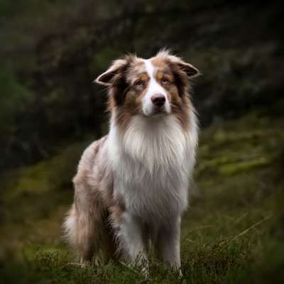 Hundebilder-Beitrag-Bild