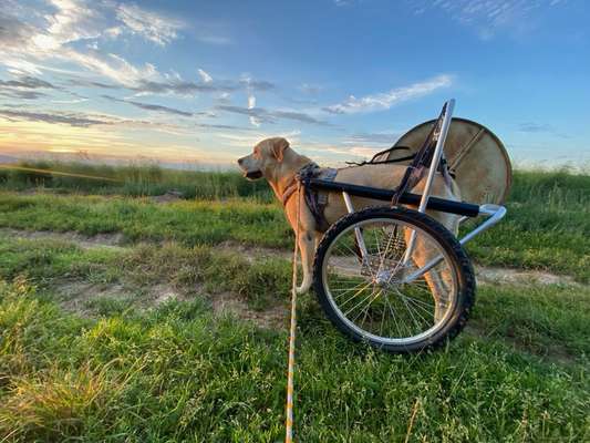 Laufhilfe- Rollwagen-Beitrag-Bild