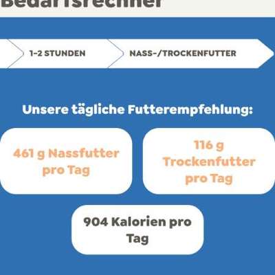 Welpe hat Dauerhunger?-Beitrag-Bild