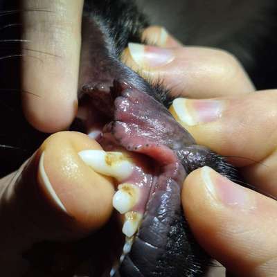 Brauner Zahn? Junghund-Beitrag-Bild