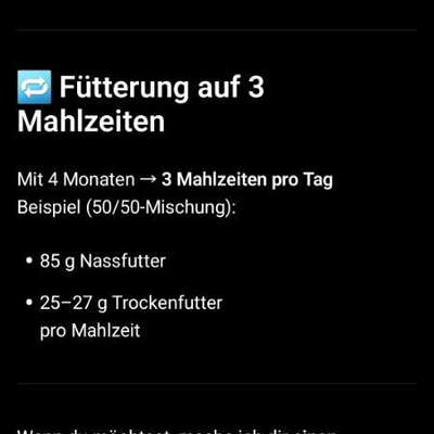 Welpe hat Dauerhunger?-Beitrag-Bild