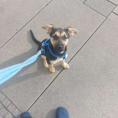 Welpe hat Dauerhunger?-Beitrag-Bild