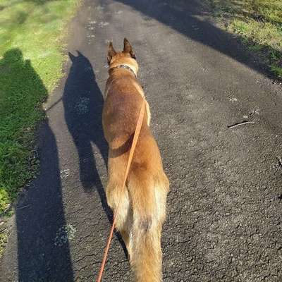 Hundetreffen-Fellfreunde gesucht-Bild