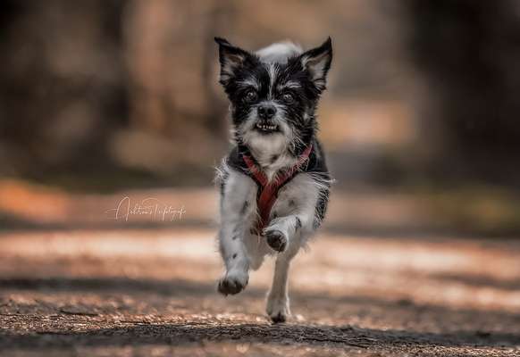 Tierfotografen-Achtsame Tierfotografie Trier und Umgebung-Bild