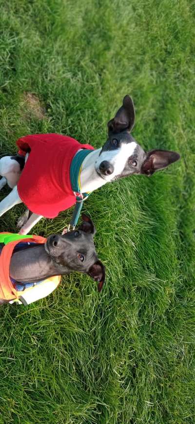 Windhunde - Treffen der besonderen Schönheiten
HERZLICH WILLKOMMEN-Beitrag-Bild